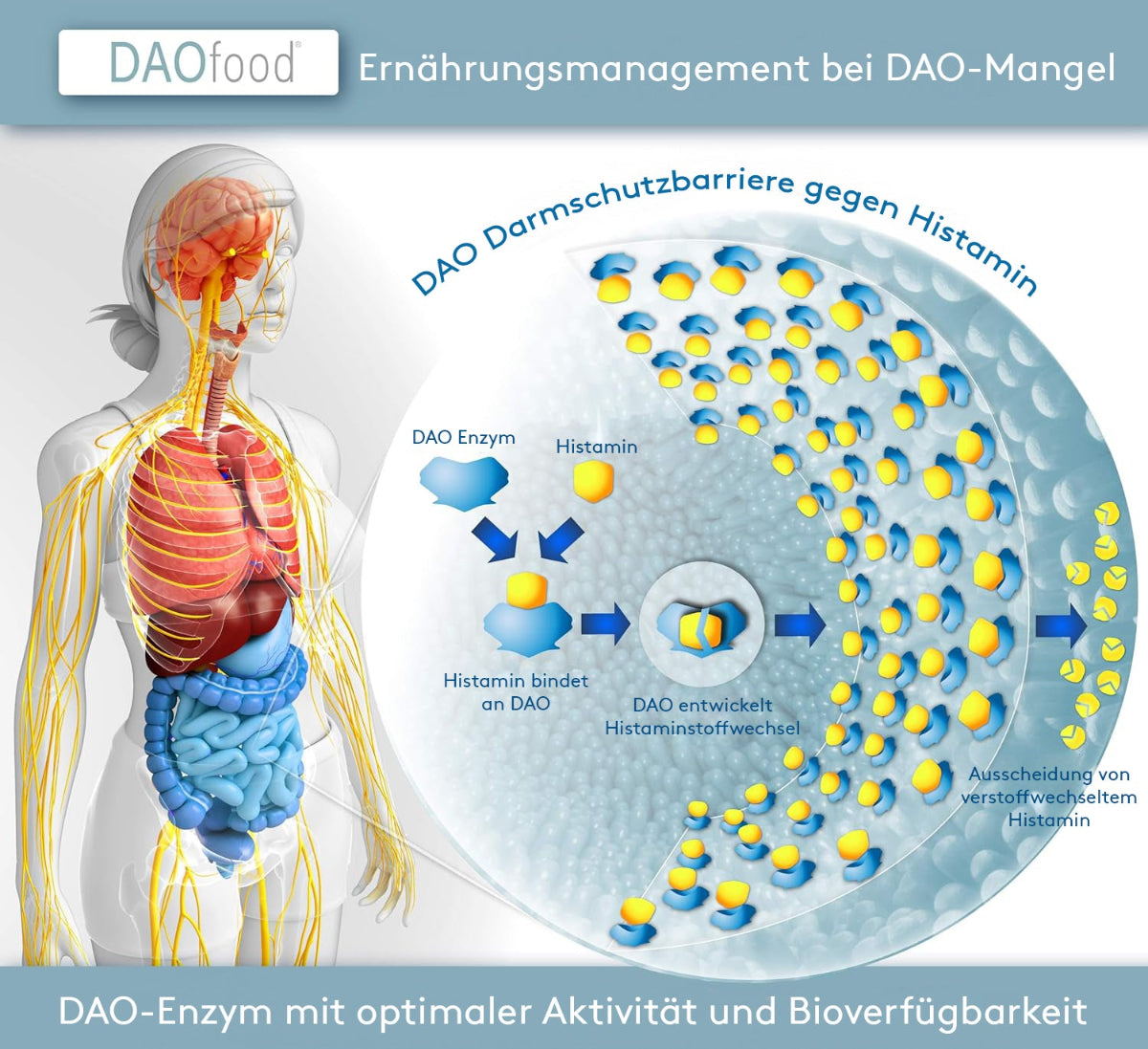 Infografik zum DAOfood®-Wirkprinzip: Links ein anatomisches Modell des menschlichen Körpers mit Fokus auf Magen-Darm-Trakt und Nervensystem. Rechts schematische Darstellung der „DAO-Darmschutzbarriere gegen Histamin“ – DAO-Enzyme binden und verstoffwechseln Histamin im Dünndarm, bevor es ausgeschieden wird. Text: „DAO-Enzym mit optimaler Aktivität und Bioverfügbarkeit“.