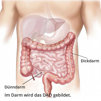 Illustration eines menschlichen Rumpfs mit sichtbar eingezeichnetem Verdauungstrakt. Dünndarm und Dickdarm sind beschriftet. Unten steht: „Im Darm wird das DAO gebildet.“