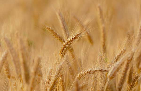 Gluten and histamine intolerance