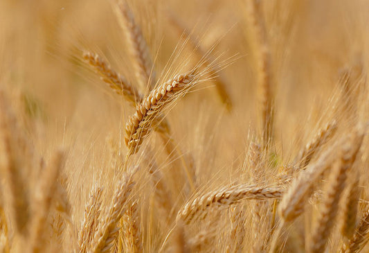 Gluten und Histaminintoleranz