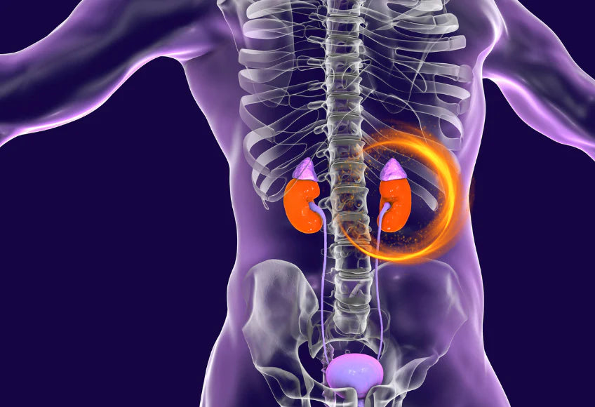 Organ series: kidneys