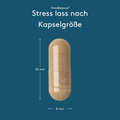 Grafische Darstellung „HistaBalance® Stress lass nach Kapselgröße“ auf dunkelblauem Hintergrund. Eine einzelne Kapsel ist mittig abgebildet, mit Maßangaben von 23 mm Höhe und 8 mm Breite.